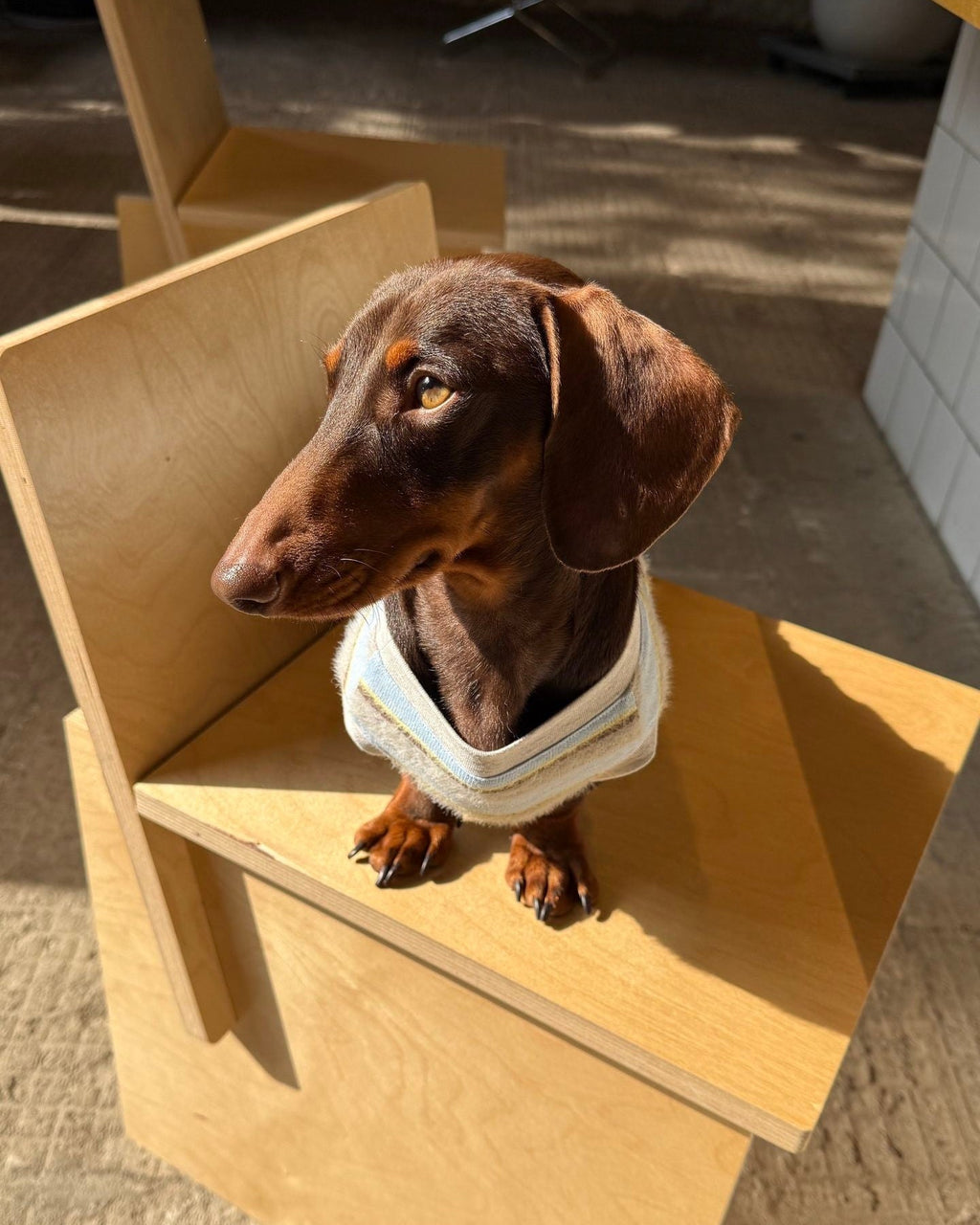 The Pawtitude Striped Knit Vest - Dapper Weenie Co