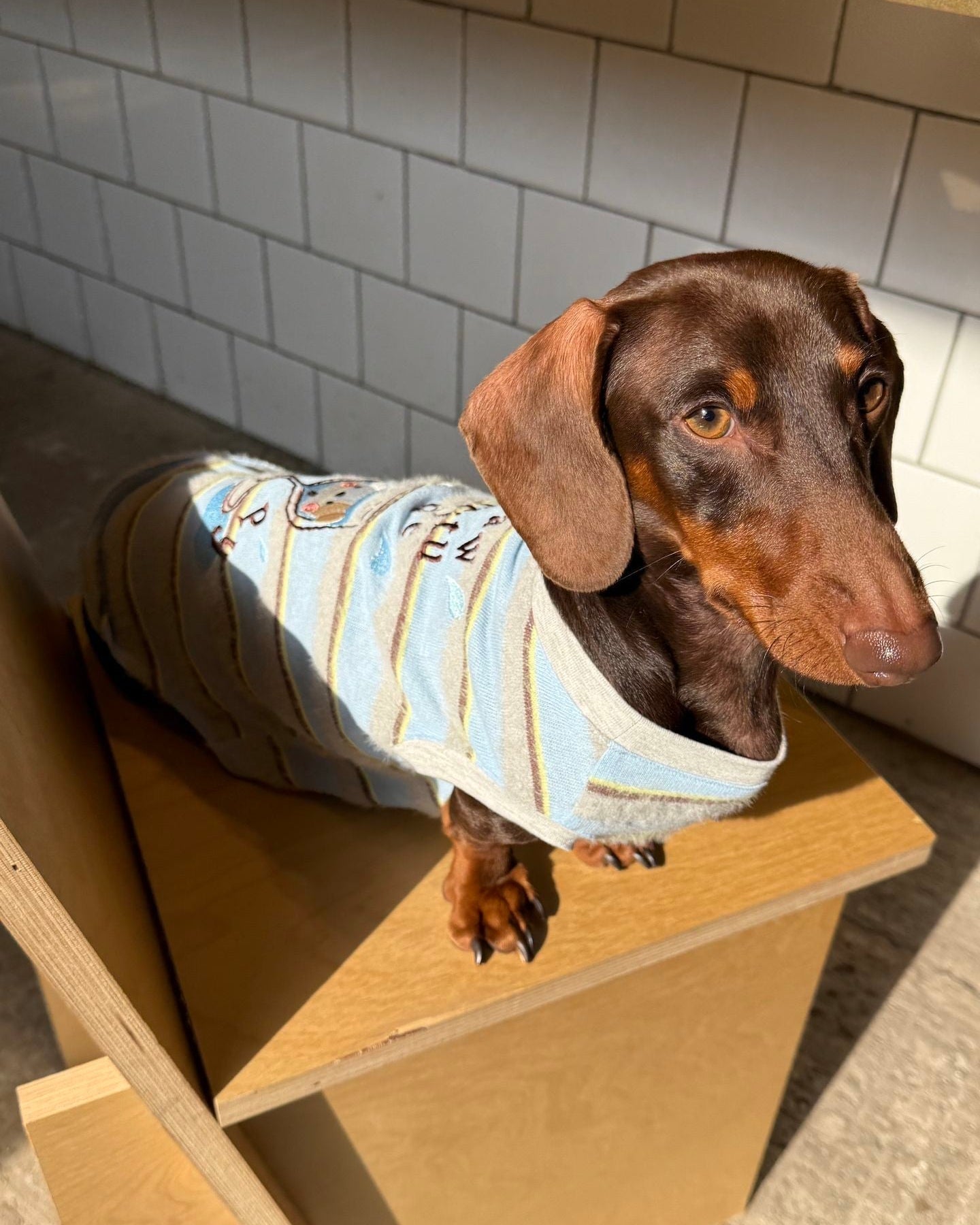 The Pawtitude Striped Knit Vest - Dapper Weenie Co