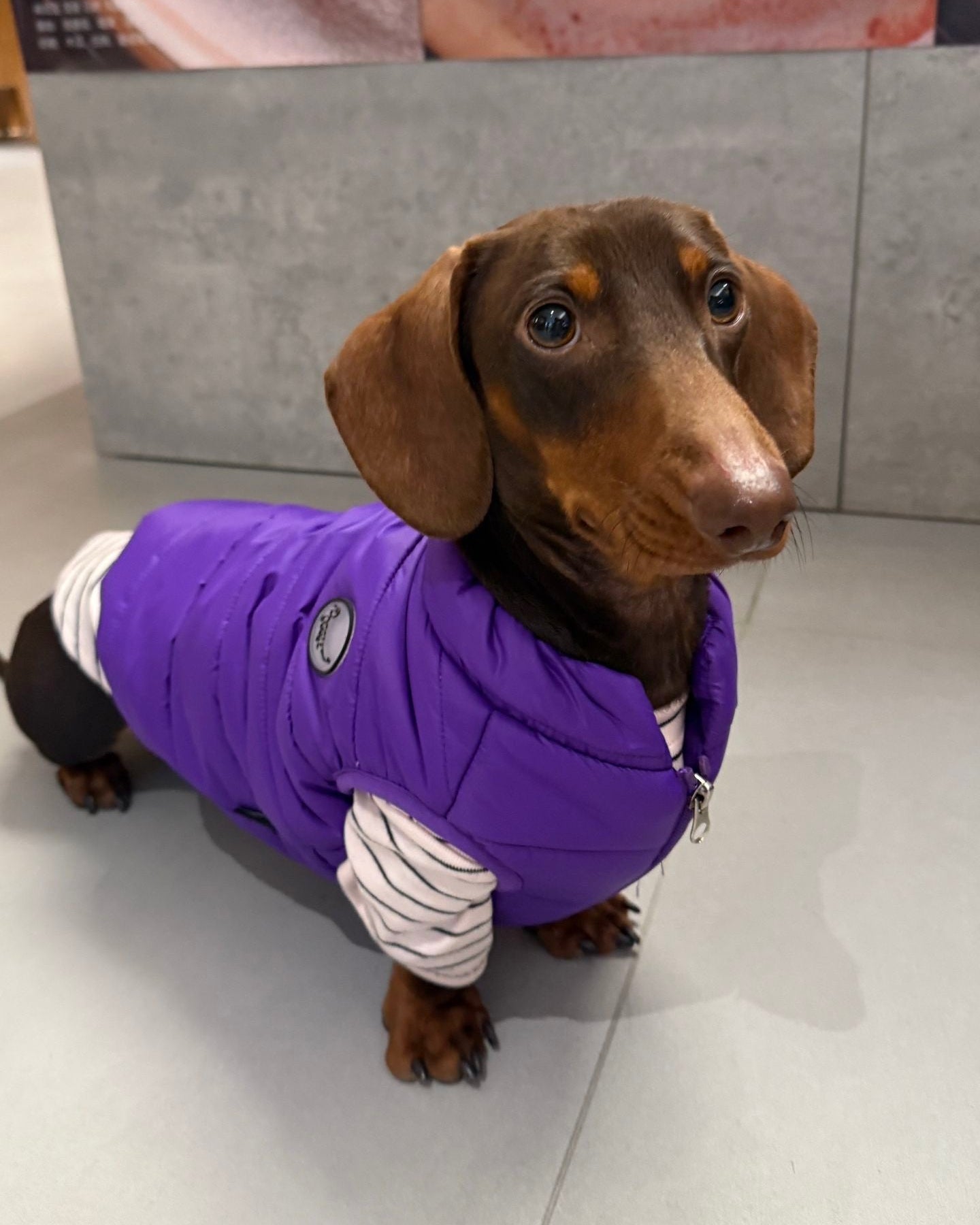 The Urban Explorer Quilted Puffer Vest - Dapper Weenie Co
