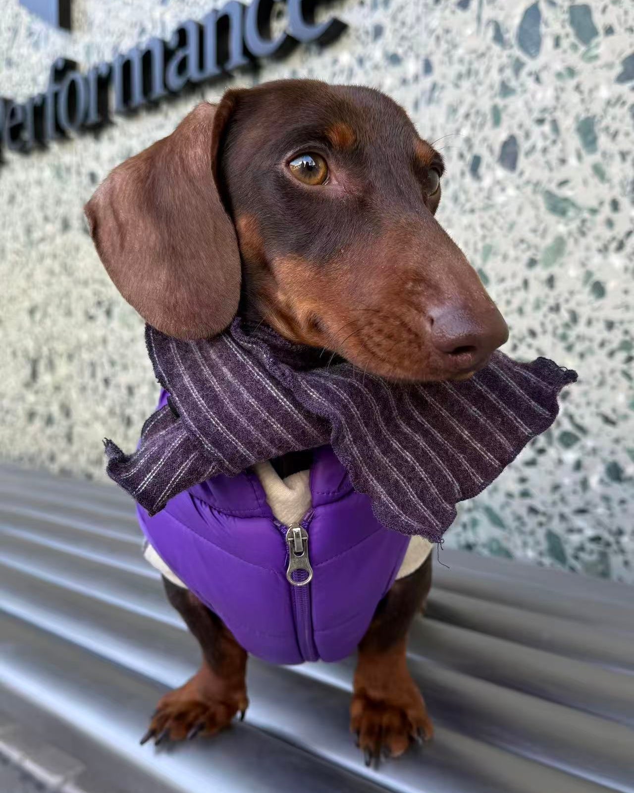 The Urban Explorer Quilted Puffer Vest - Dapper Weenie Co