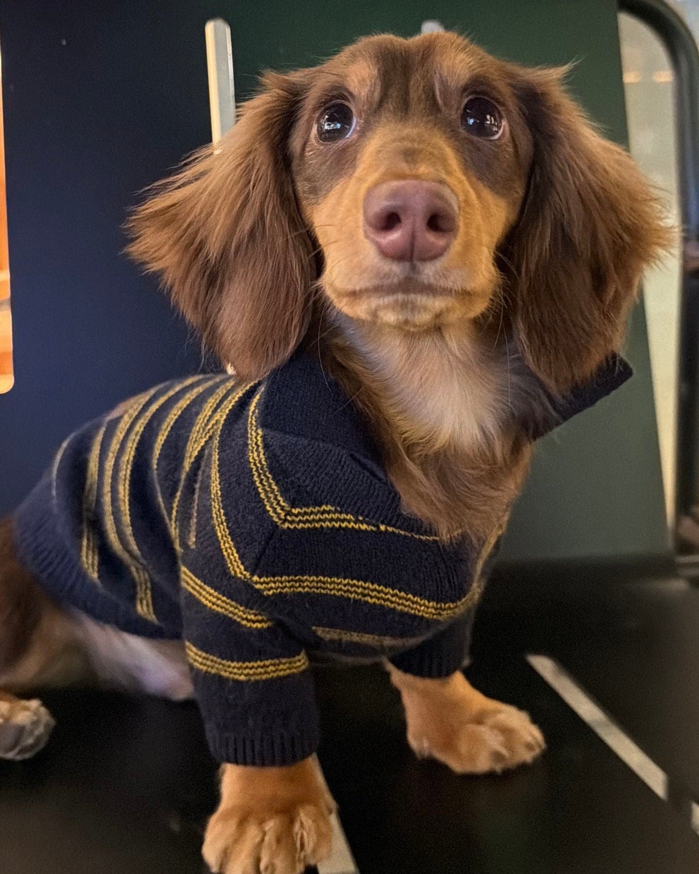 The Varsity Stripe Polo Sweater | Navy - Dapper Weenie Co