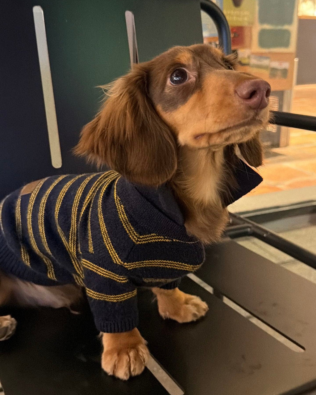 The Varsity Stripe Polo Sweater | Navy - Dapper Weenie Co