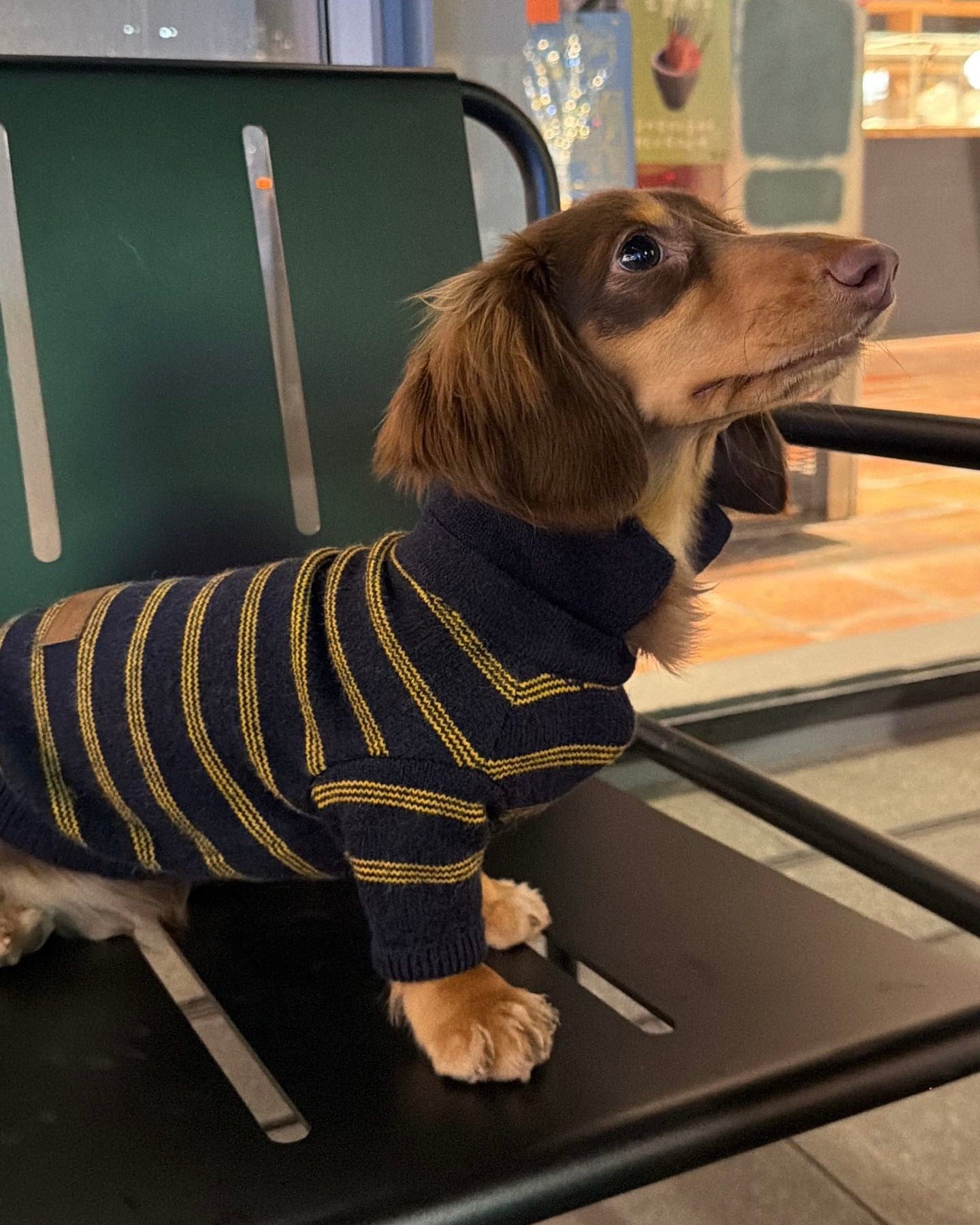 The Varsity Stripe Polo Sweater | Navy - Dapper Weenie Co