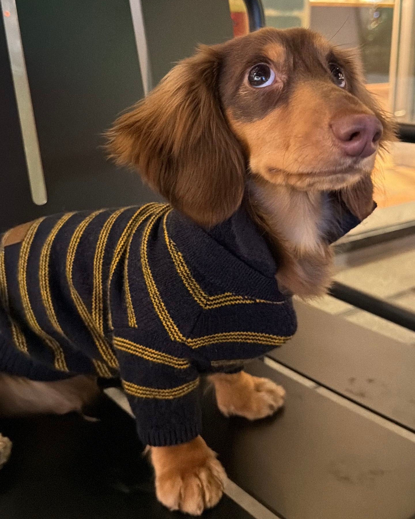 The Varsity Stripe Polo Sweater | Navy - Dapper Weenie Co