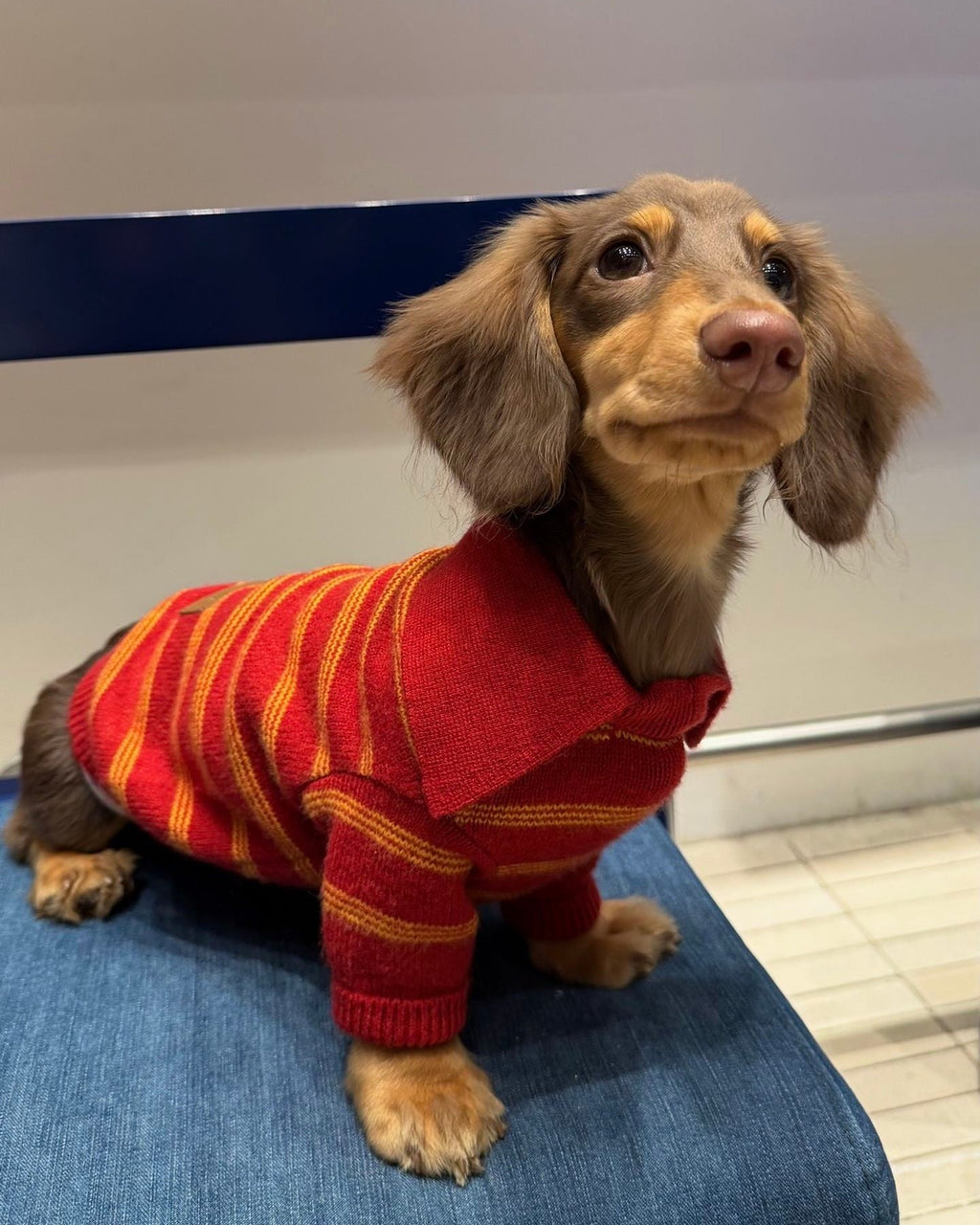 The Varsity Stripe Polo Sweater | Ruby Red - Dapper Weenie Co