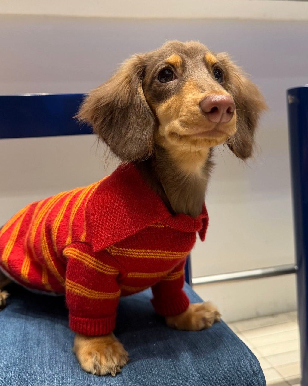 The Varsity Stripe Polo Sweater | Ruby Red - Dapper Weenie Co