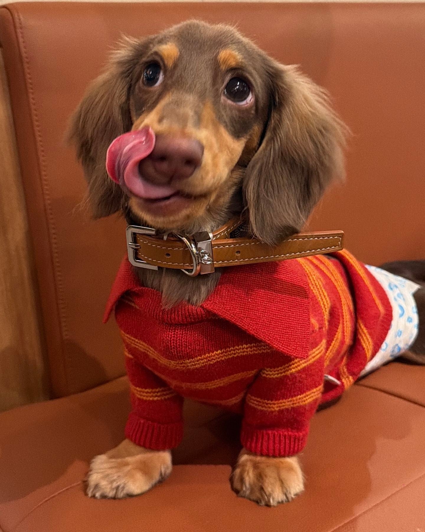 The Varsity Stripe Polo Sweater | Ruby Red - Dapper Weenie Co