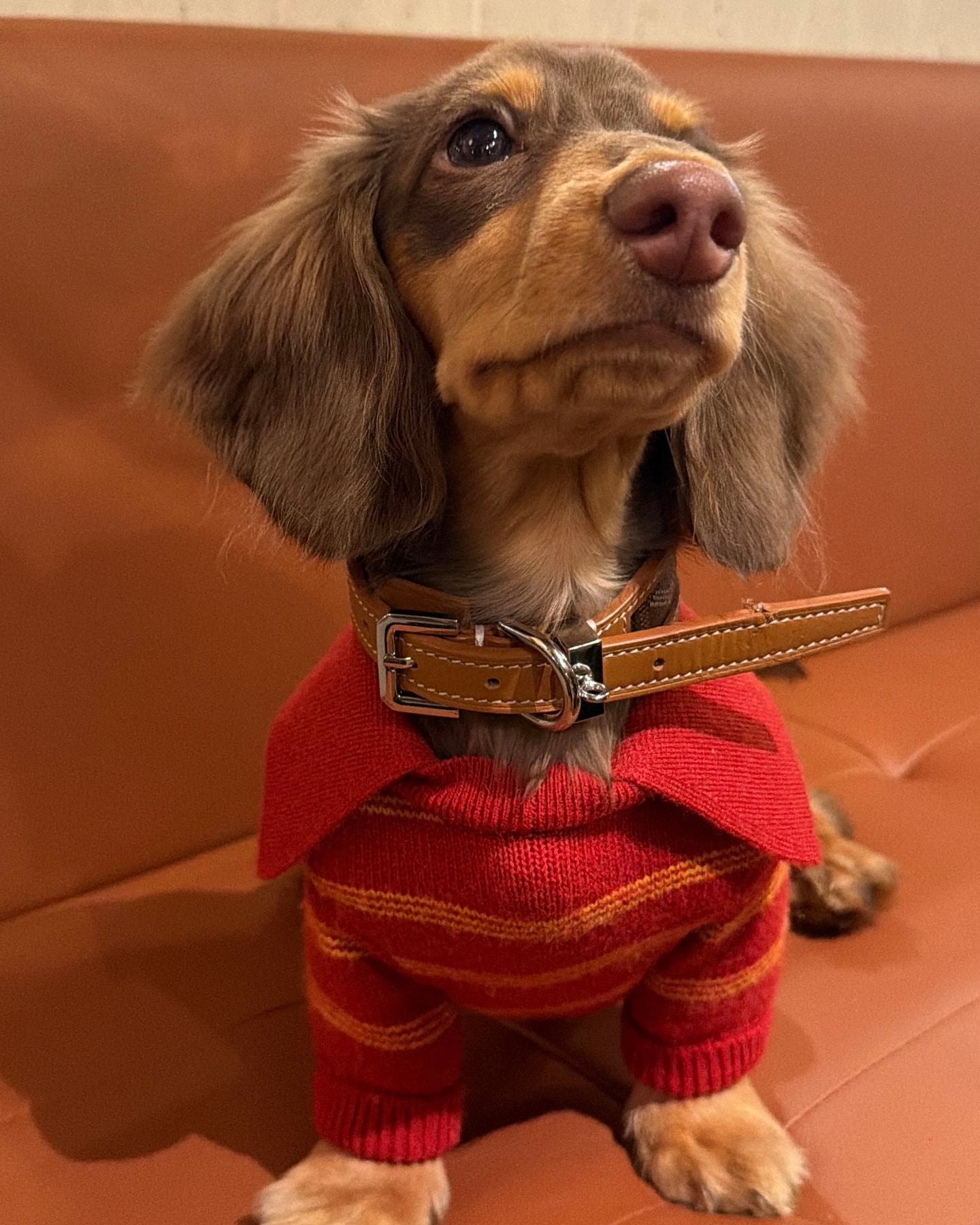 The Varsity Stripe Polo Sweater | Ruby Red - Dapper Weenie Co