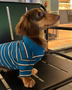 The Varsity Stripe Polo Sweater | Teal Blue - Dapper Weenie Co