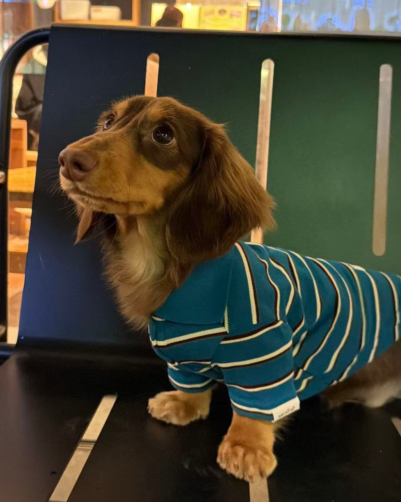 The Varsity Stripe Polo Sweater | Teal Blue - Dapper Weenie Co