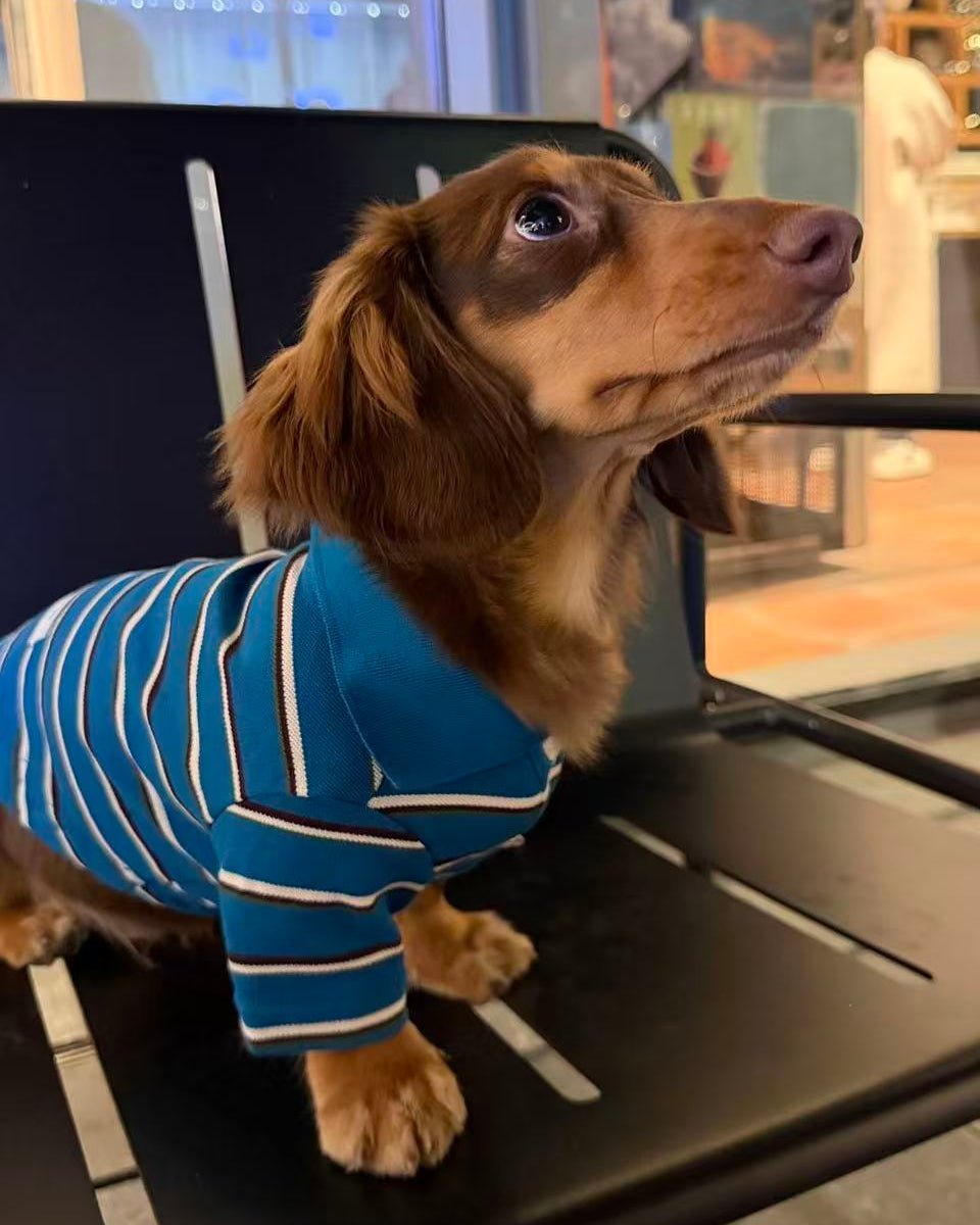 The Varsity Stripe Polo Sweater | Teal Blue - Dapper Weenie Co