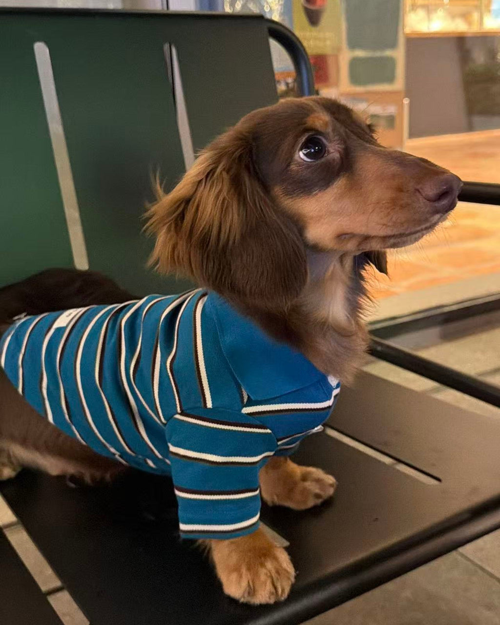 The Varsity Stripe Polo Sweater | Teal Blue - Dapper Weenie Co