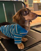 The Varsity Stripe Polo Sweater | Teal Blue - Dapper Weenie Co