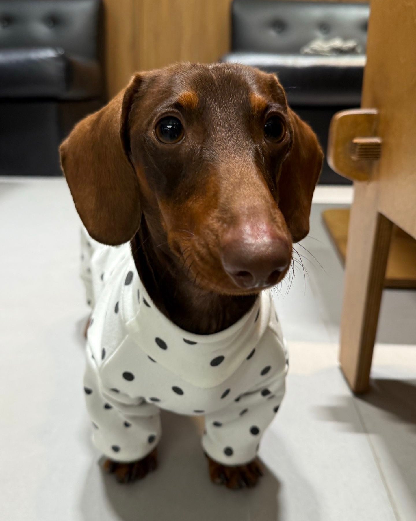 Timeless Polka Dot Knit Jumpsuit - Dapper Weenie Co